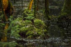 20200405-_DSC3800