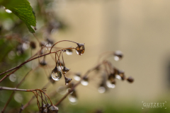Wassertropfen