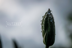 20150525-DSC_2413