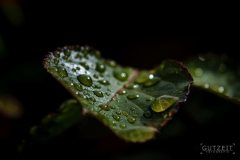 20150525-DSC_2418