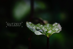 20150613-DSC_3255