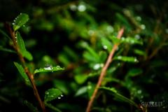 20160803-DSC_1608