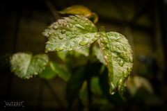 20170416-_DSC7166