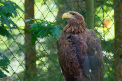 Wildpark Eekholt 2022